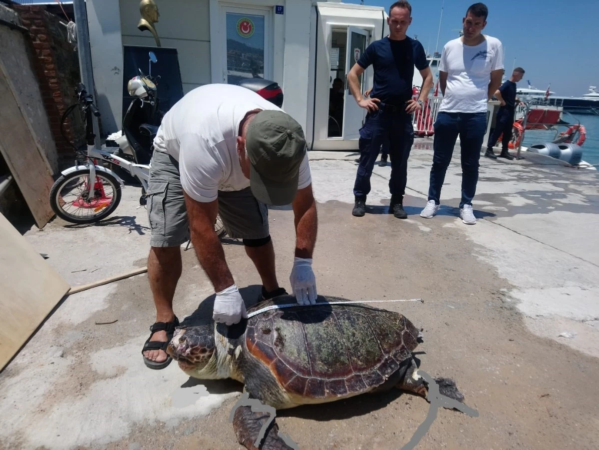 Kuşadası’nda deniz kaplumbağası ölü olarak bulundu
