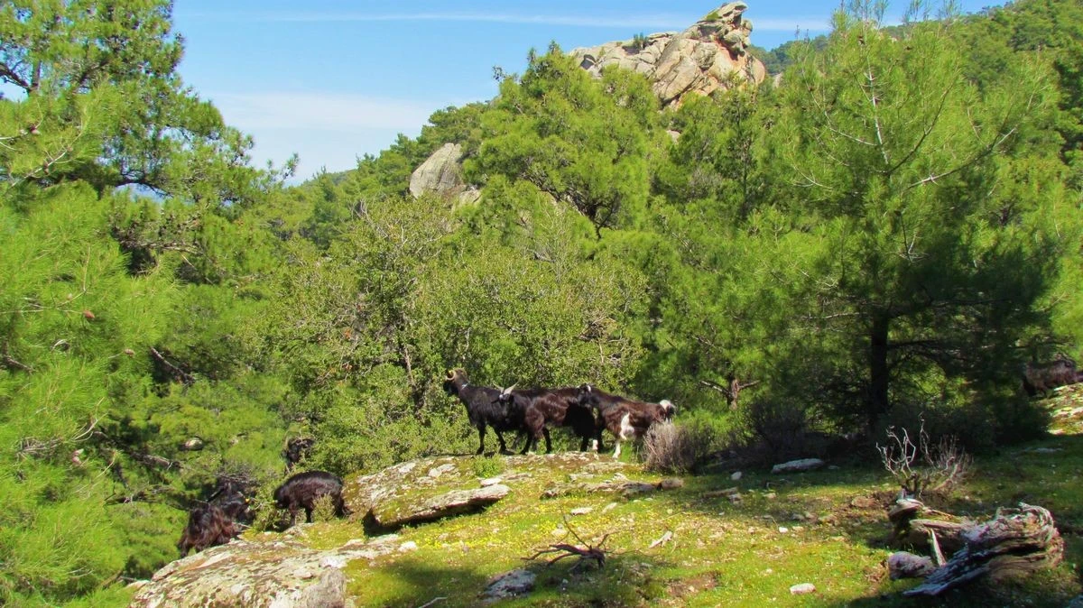 EKODOSD, vatandaşları yangınlara karşı uyardı