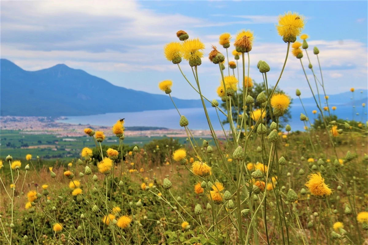 Sadece özel izinle dokunulabilen Tülüşah’ın hikayesi resimlerle anlatıldı