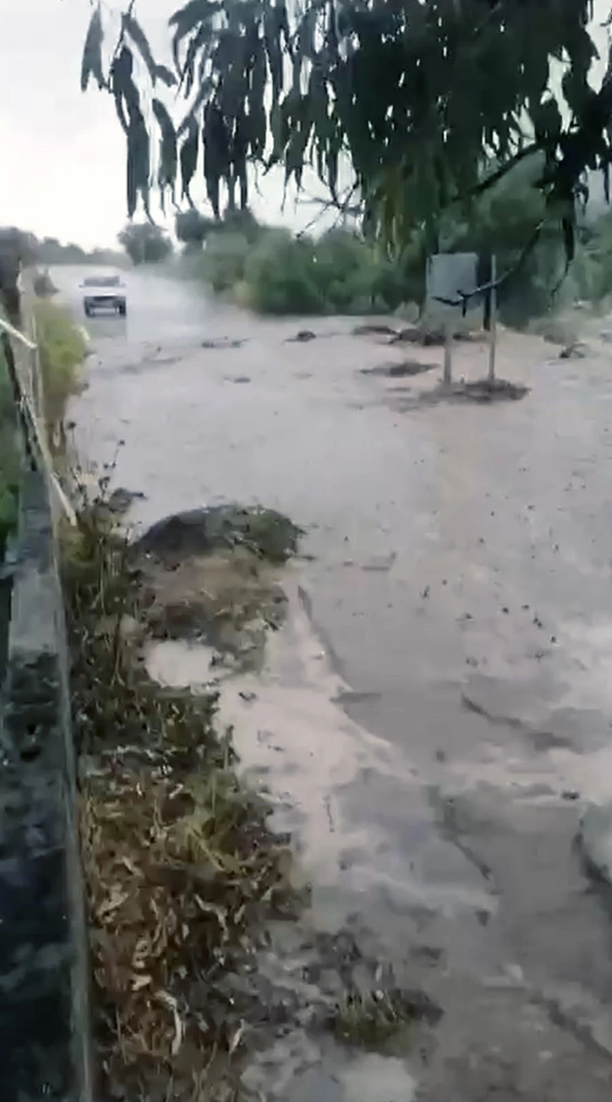 Çine'de sel: 4 büyükbaş hayvan kayboldu, traktör sel sularına kapıldı