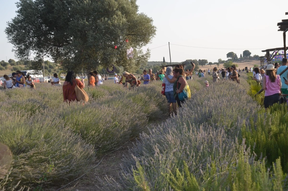 Didim'de 3. Lavanta festivali yoğunluğu