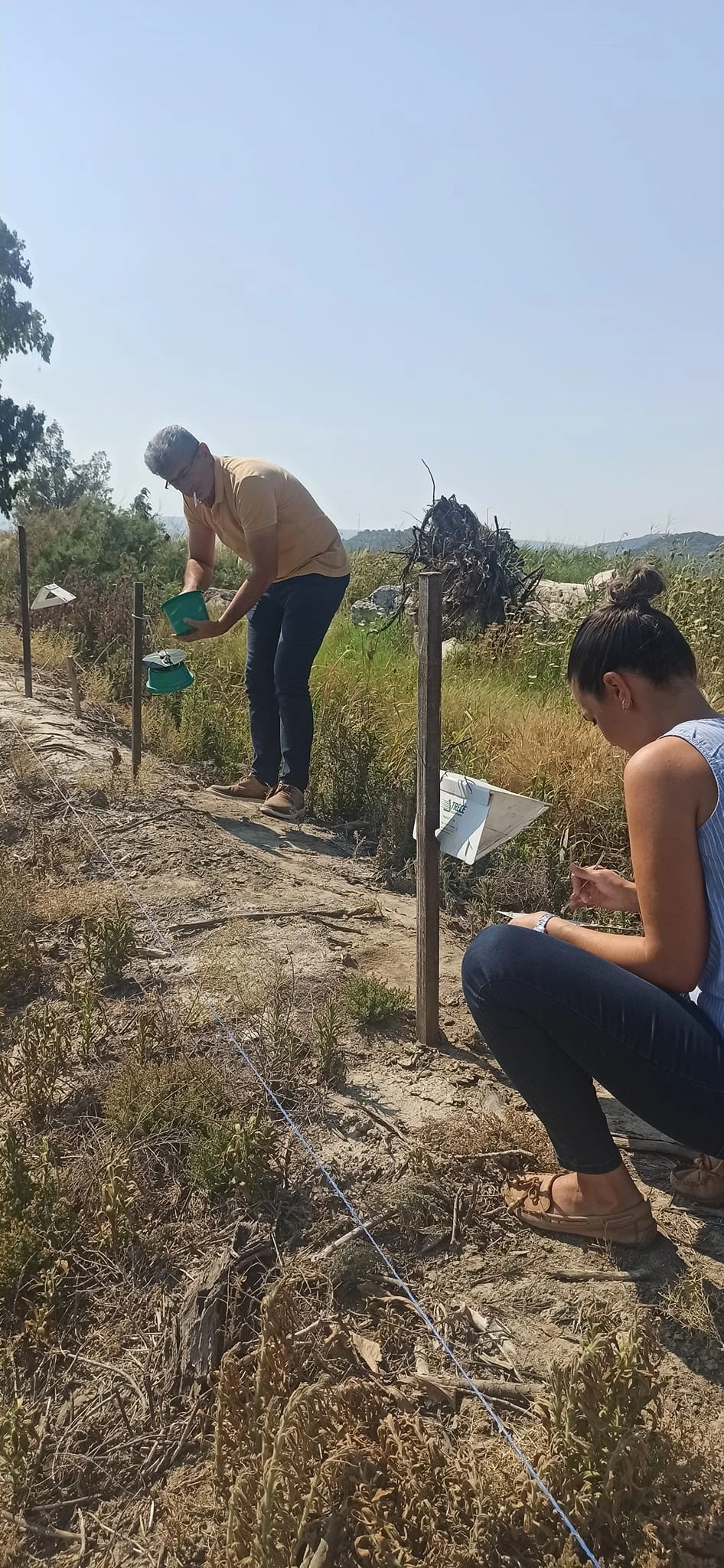 Pamuk üreticilerine “arazi taraması” çağrısı