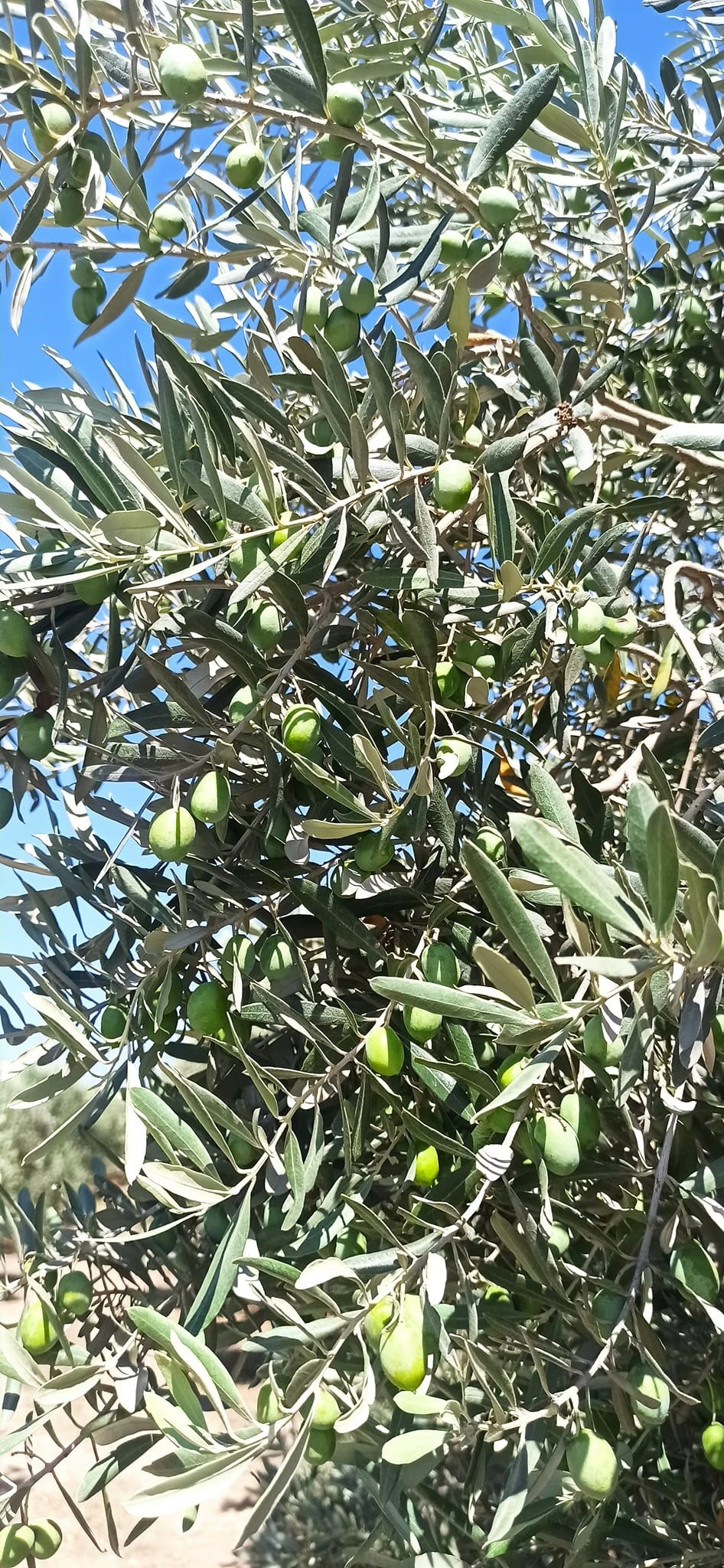 Didim’in zeytinleri temiz çıktı