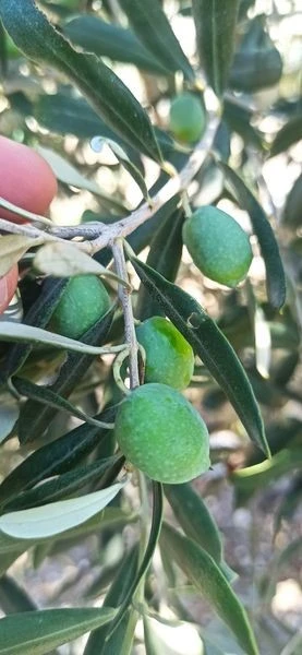 Didim’in zeytinleri temiz çıktı