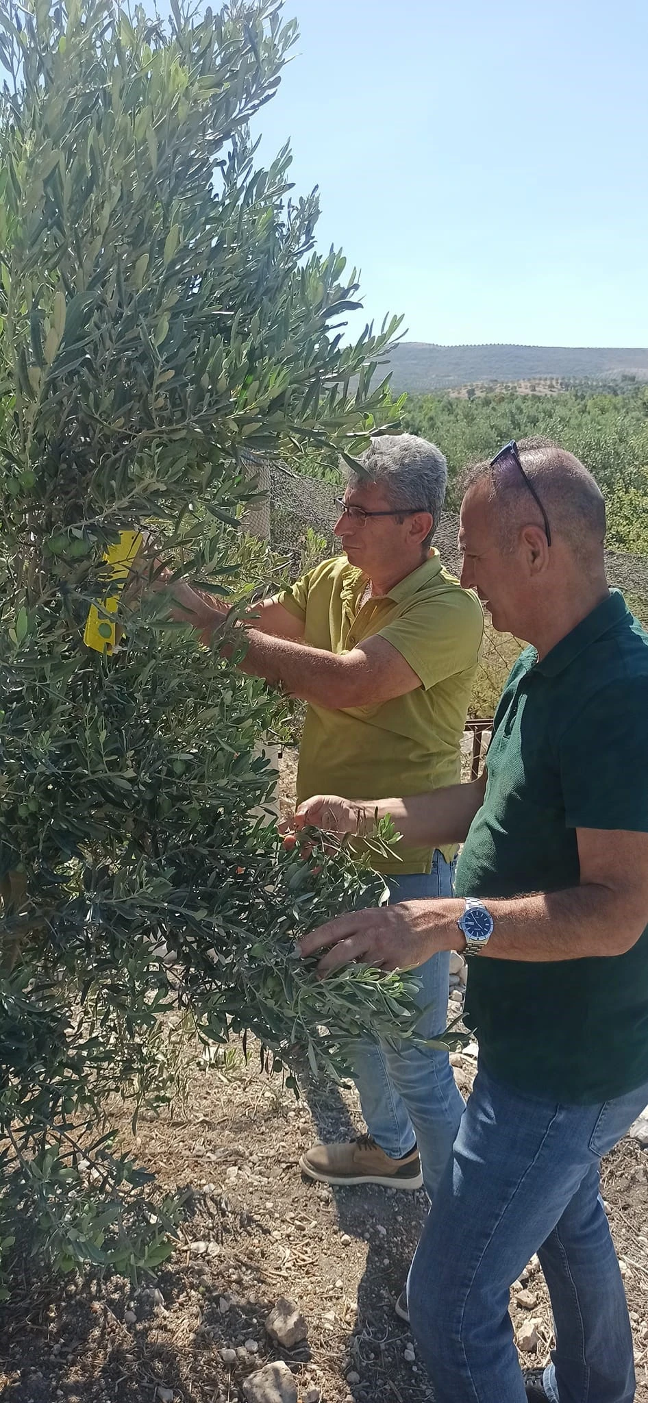Didim’in zeytinleri temiz çıktı