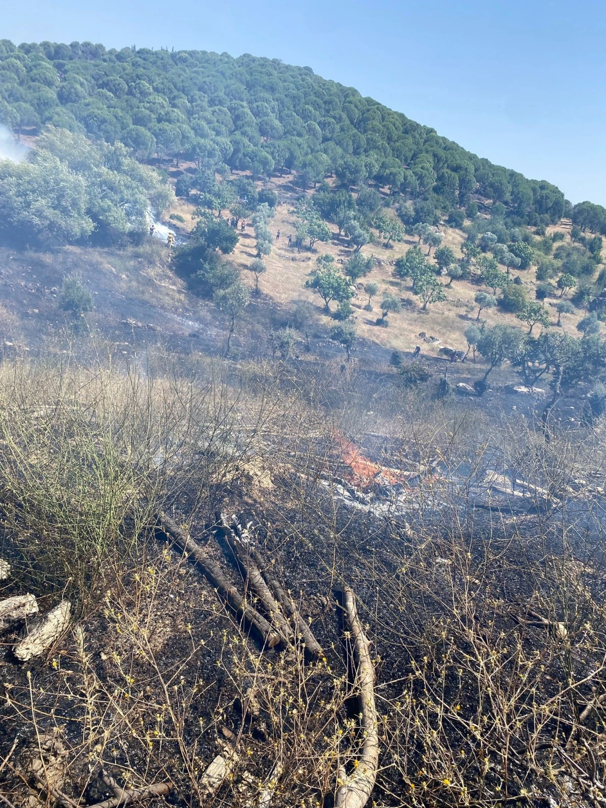 Koçarlı’da zirai alan ve orman yangını