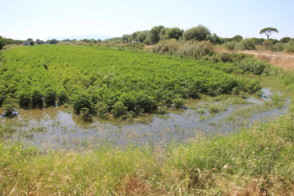 Menderes Nehri'ndeki su seviyesi üreticileri memnun ediyor