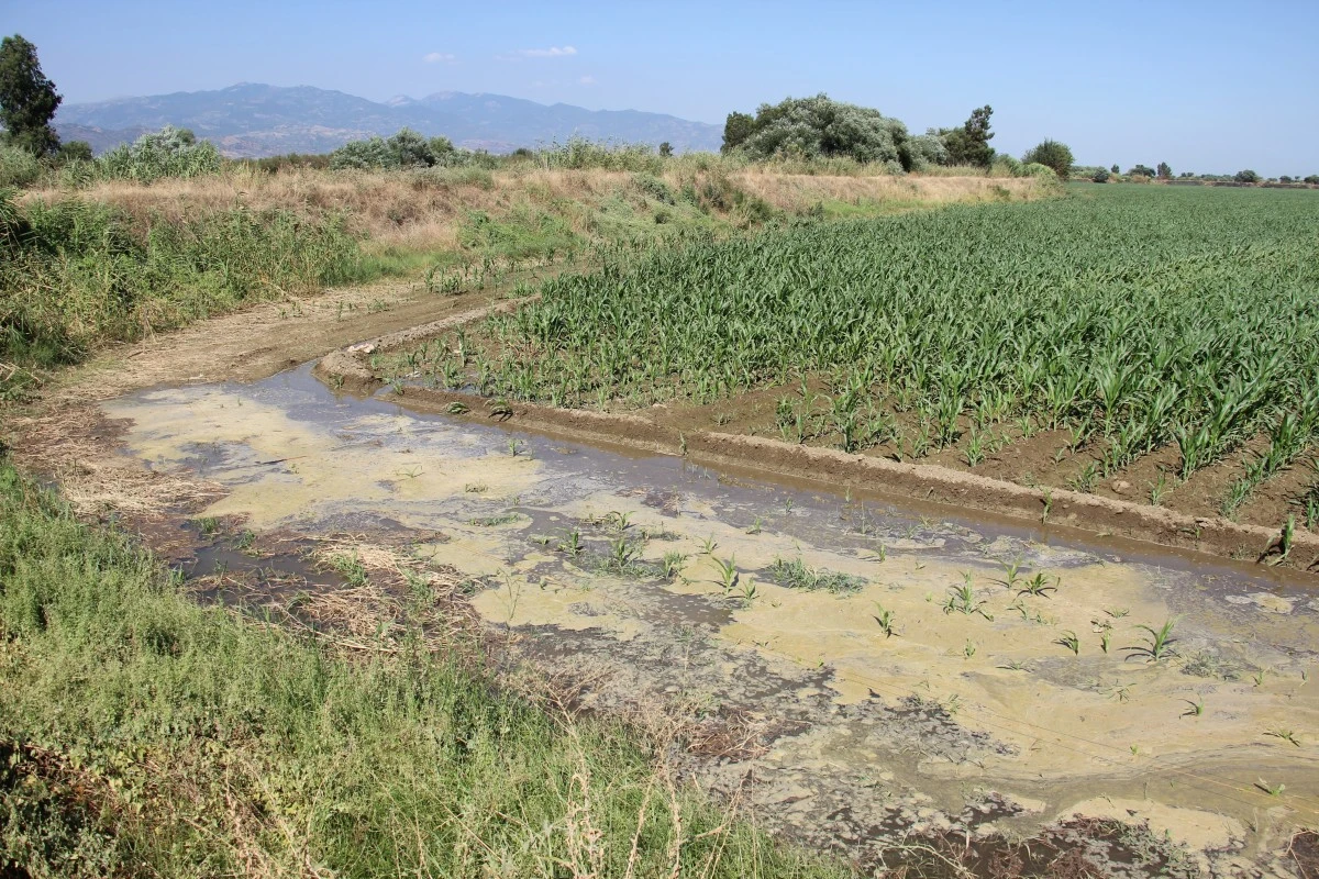 Menderes Nehri'ndeki su seviyesi üreticileri memnun ediyor