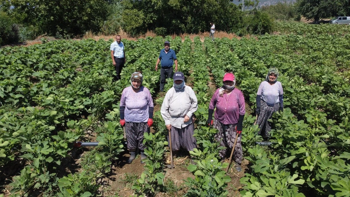 Buharkent’in erkenci incir fidanları ihraç ediliyor 