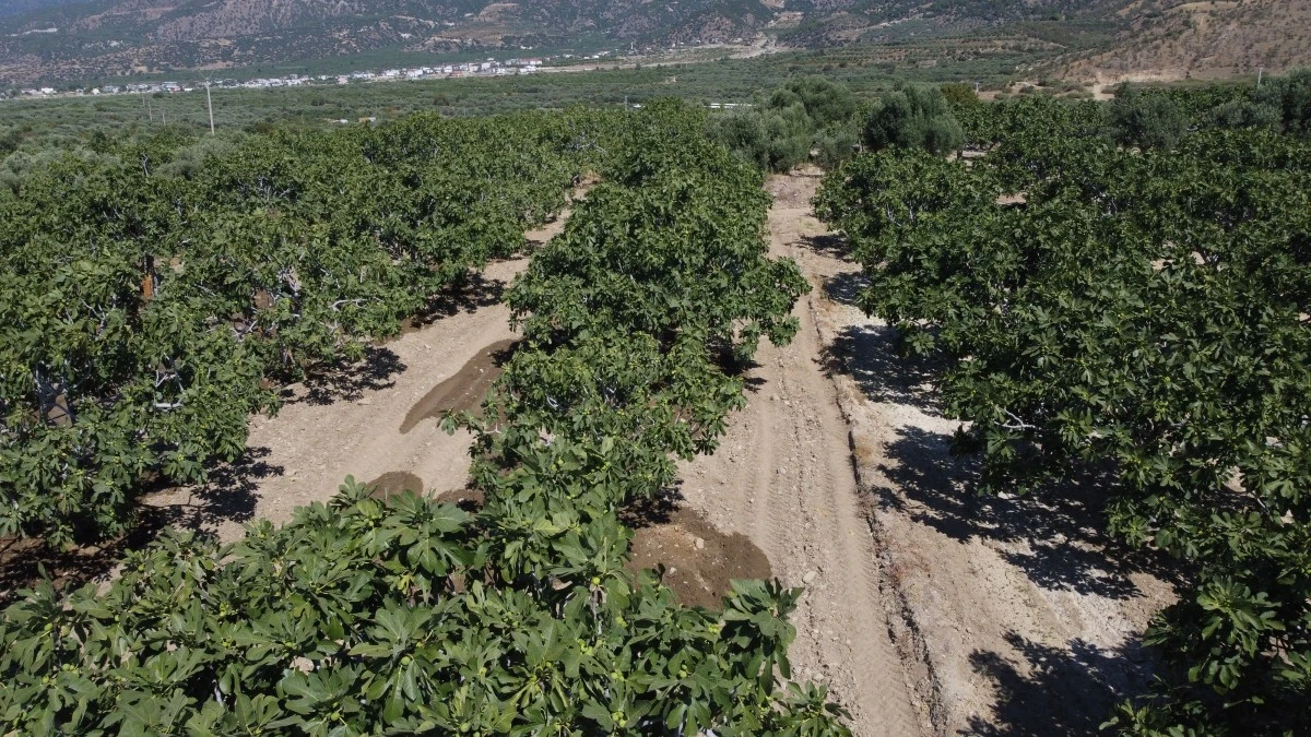 Buharkent’in erkenci incir fidanları ihraç ediliyor 