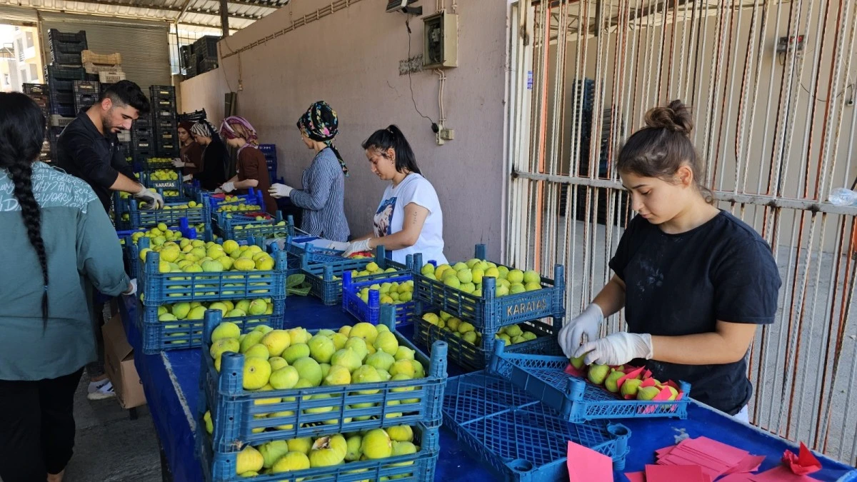 Aydın’da taze incir hasadı devam ediyor