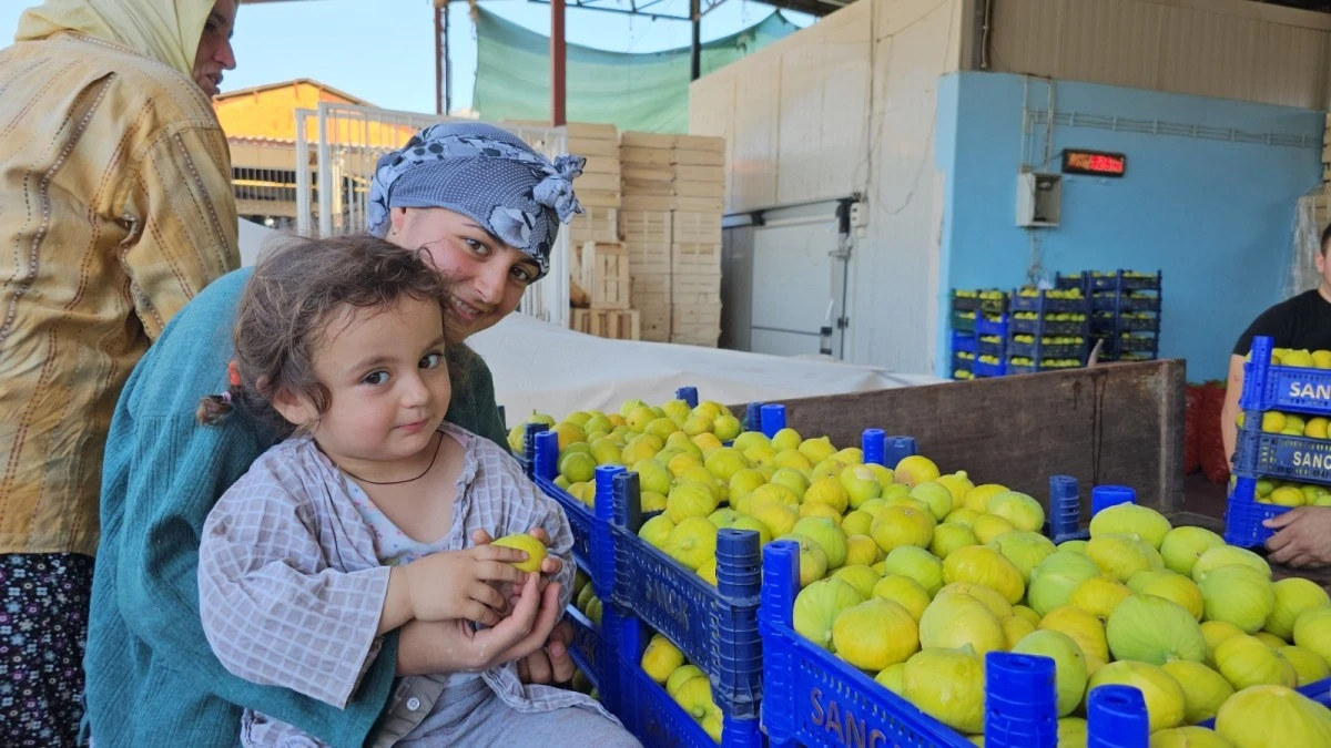 Aydın’da taze incir hasadı devam ediyor