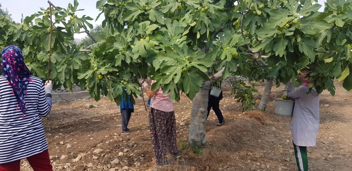 Aydın’da taze incir hasadı devam ediyor