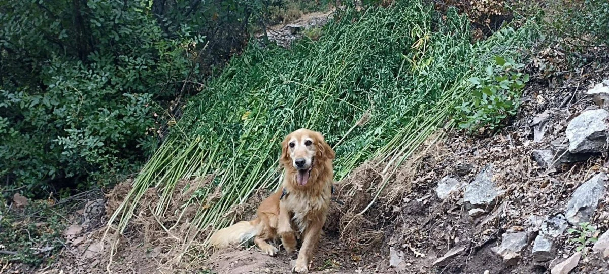Zehir taciri baba ve oğlu bir ton uyuşturucu ile yakalandı