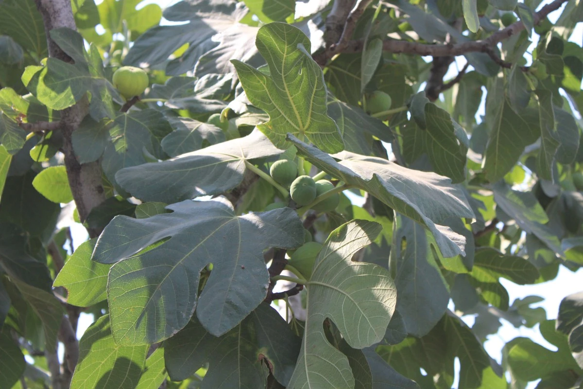 Bahçesine öyle bir not astı ki, gören şaşırdı kaldı
