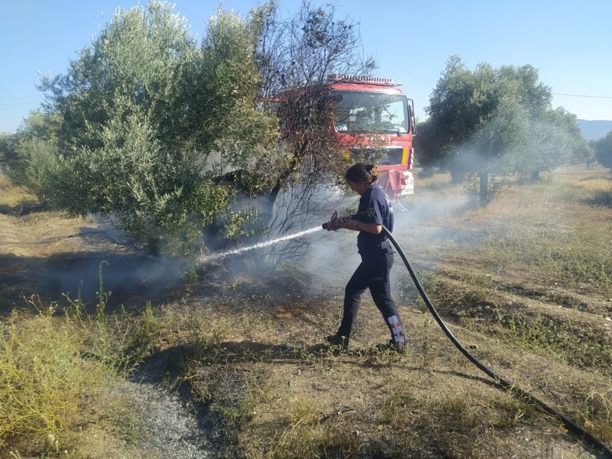 Aydın Büyükşehir İtfaiyesi'nden Umurlu'daki yangına hızlı müdahale
