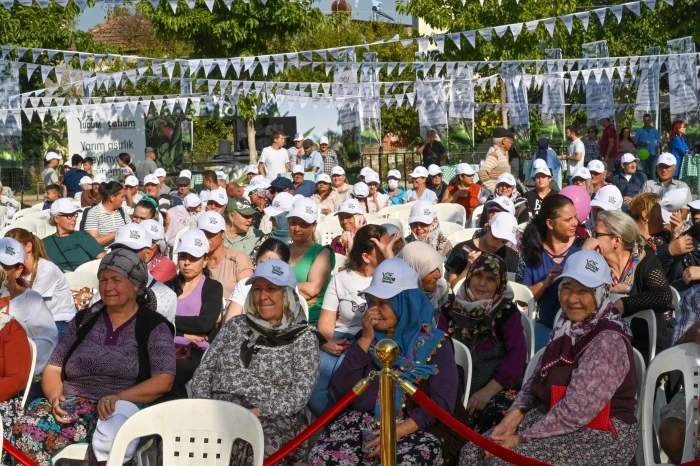Türkiye’deki delice zeytinleri ekonomiye kazandırılmaya devam ediyor
