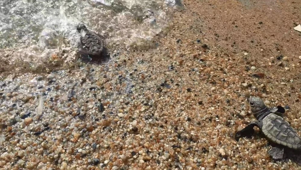 Sevimli kaplumbağaların denizle buluşması ilgiyle izlendi