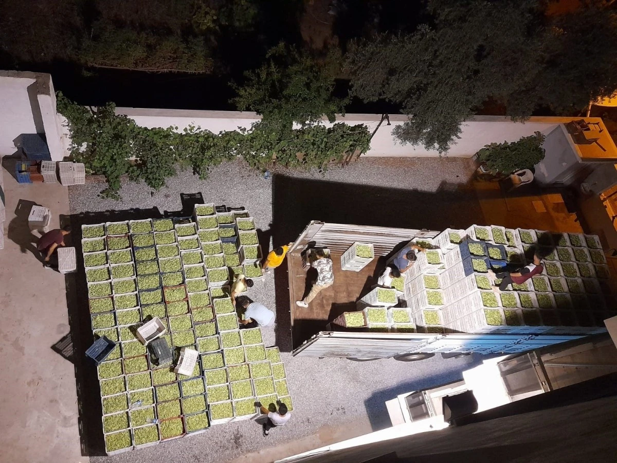 Aydın ekonomisine 5 ayda 50 milyon katkı sağlıyorlar