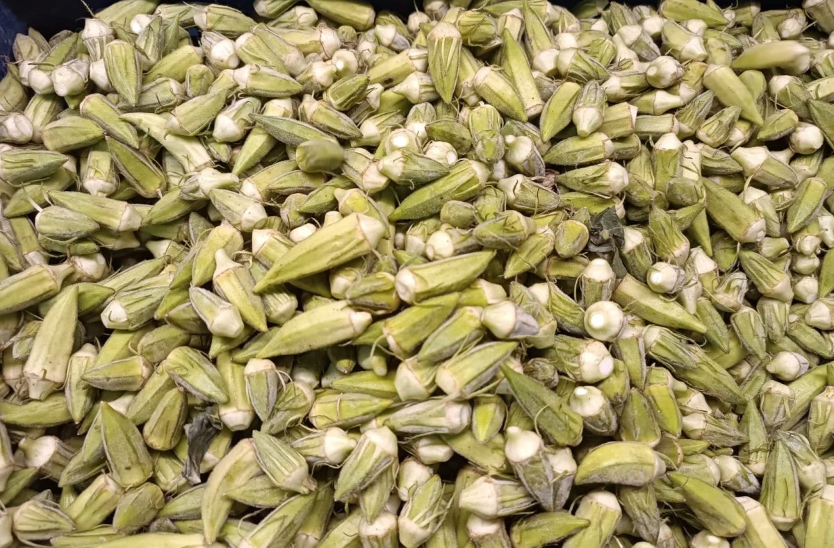 Aydın ekonomisine 5 ayda 50 milyon katkı sağlıyorlar