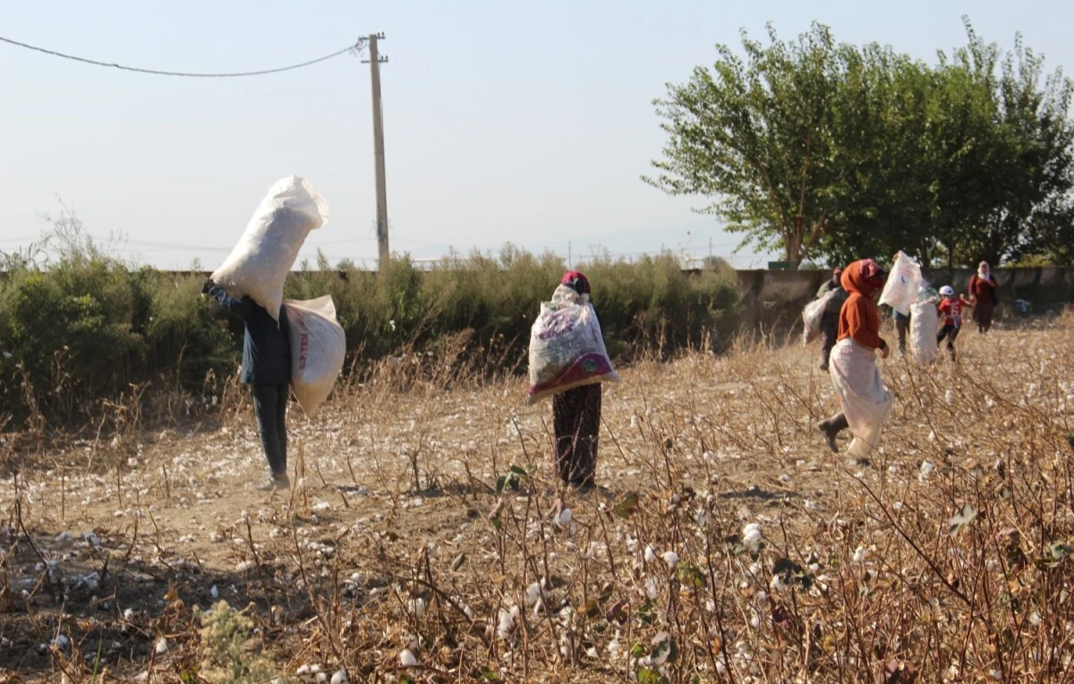 Aydın Ovası’nda ‘kalıntı pamuk’ mesaisi
