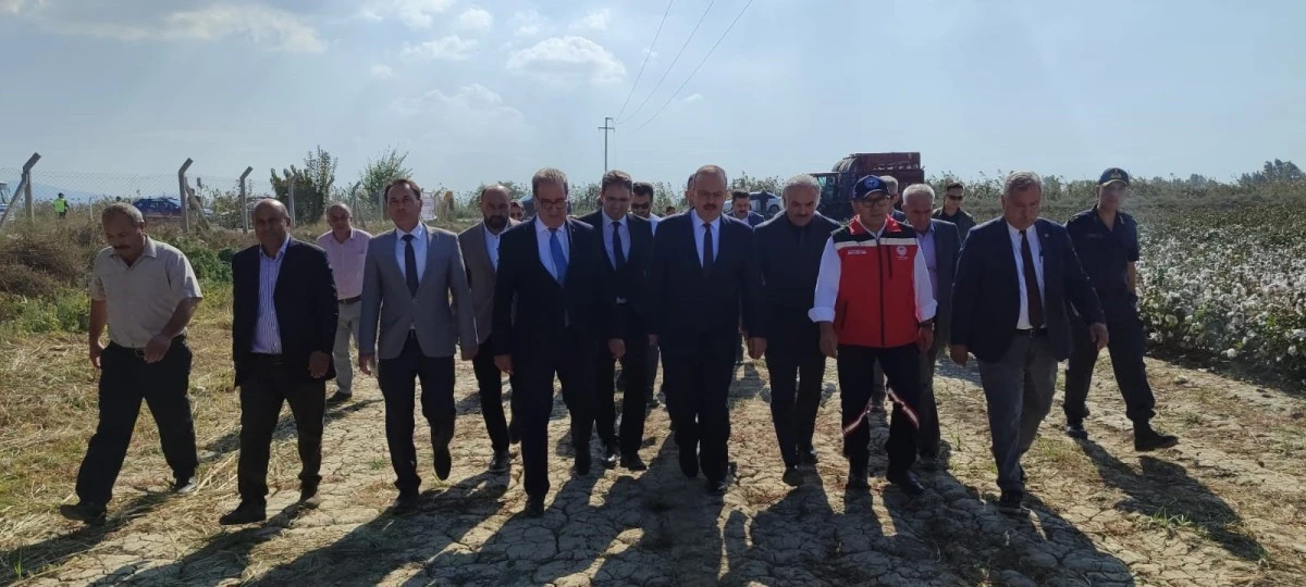 Nazilli Pamuk Enstitüsü'nün yerli ve milli pamuk çeşitleri Söke Ovası'nda tanıtıldı