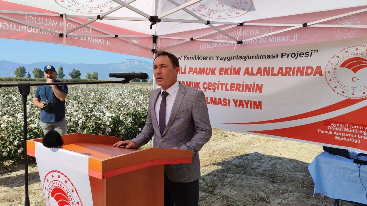 Nazilli Pamuk Enstitüsü'nün yerli ve milli pamuk çeşitleri Söke Ovası'nda tanıtıldı
