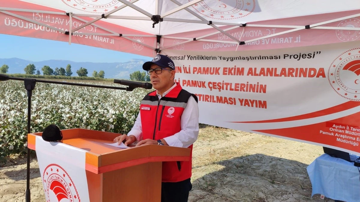 Nazilli Pamuk Enstitüsü'nün yerli ve milli pamuk çeşitleri Söke Ovası'nda tanıtıldı