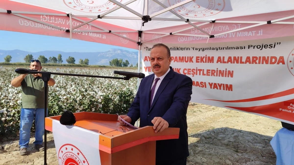Nazilli Pamuk Enstitüsü'nün yerli ve milli pamuk çeşitleri Söke Ovası'nda tanıtıldı