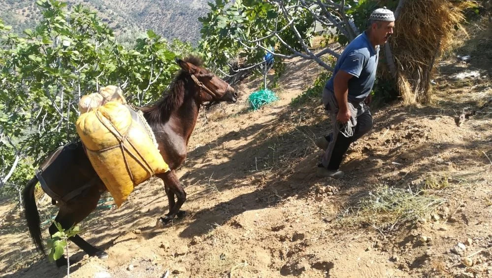 Aydın dağlarında eşekler halen revaçta