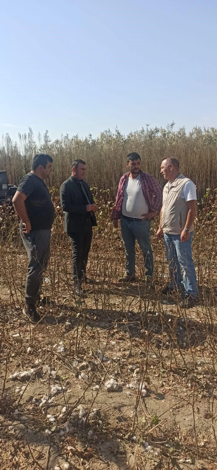 Didim’de pamuk hasat kontrolleri devam ediyor