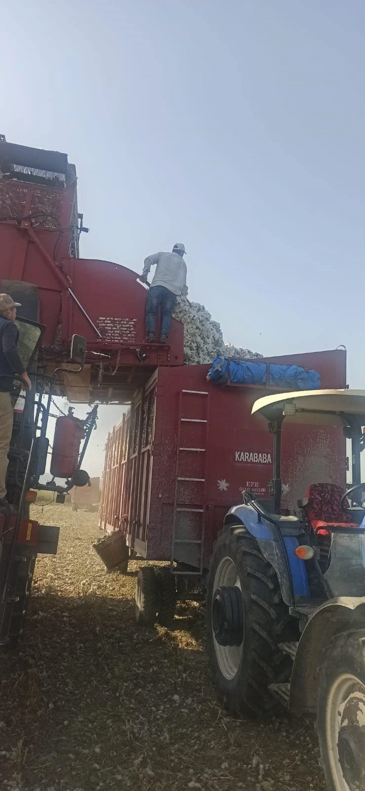 Didim’de pamuk hasat kontrolleri devam ediyor