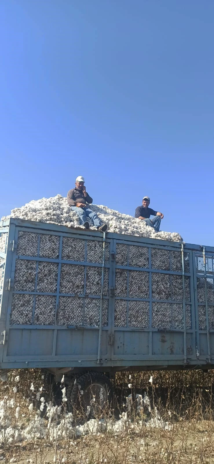 Didim’de pamuk hasat kontrolleri devam ediyor