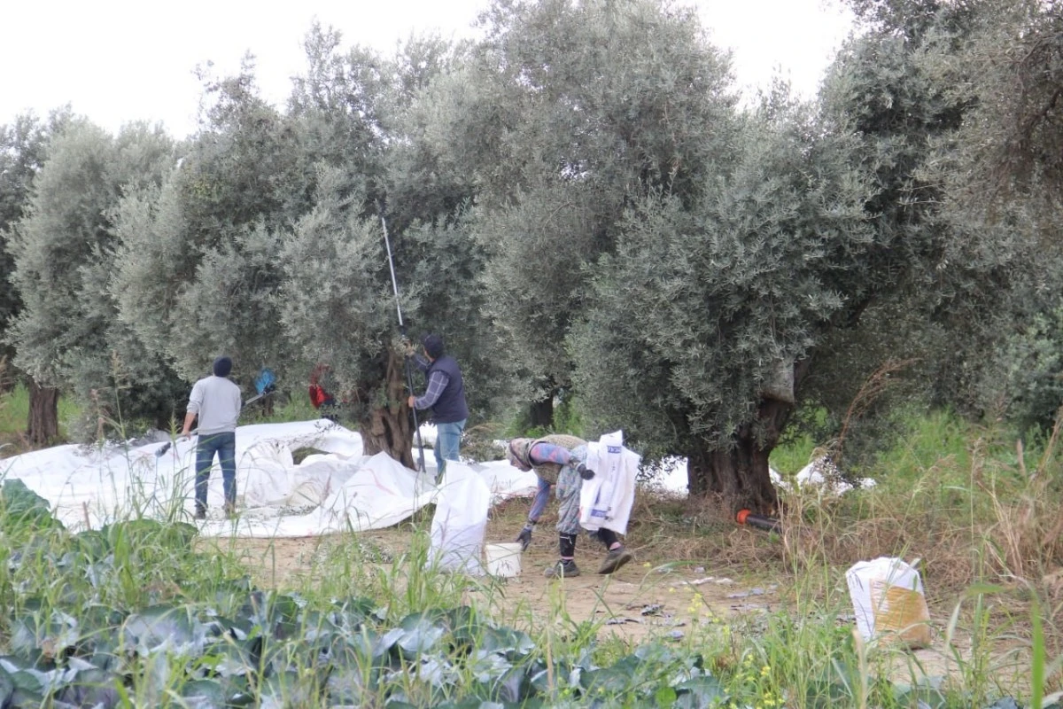 Aydın’da zeytin üreticisi zamanla yarışıyor