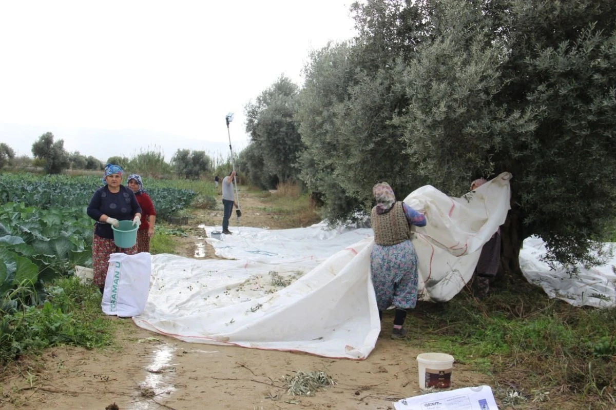 Aydın’da zeytin üreticisi zamanla yarışıyor