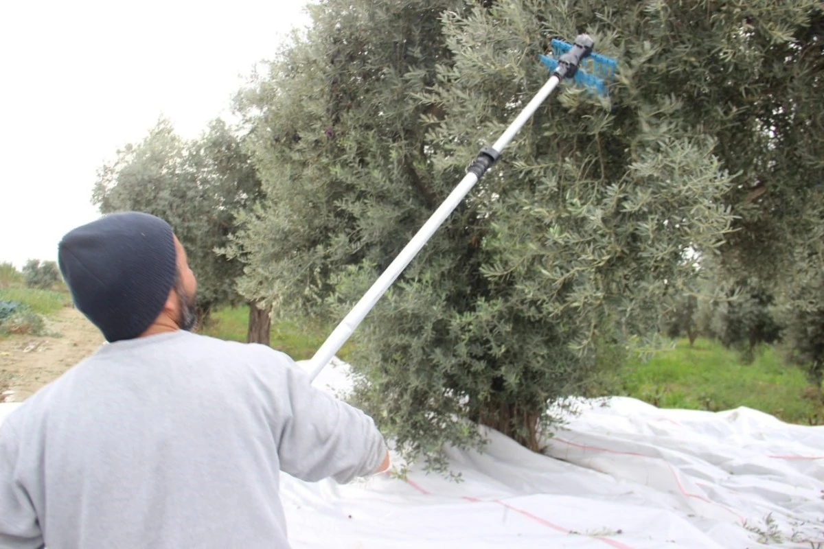 Aydın’da zeytin üreticisi zamanla yarışıyor