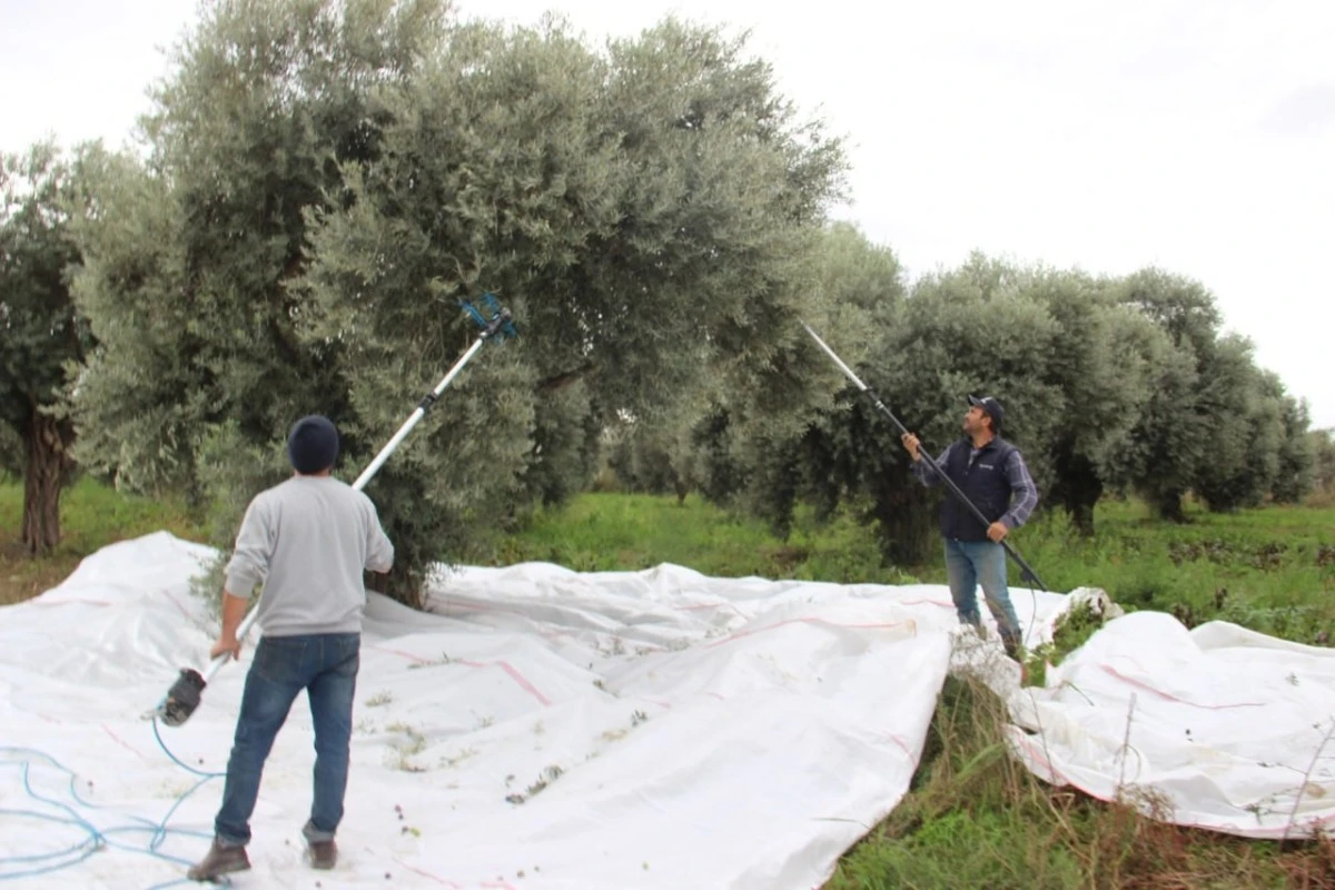 Aydın’da zeytin üreticisi zamanla yarışıyor