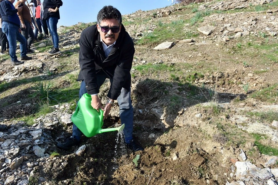 Aydın'da yürütülen proje kapsamında fıstık çamı ve akasya ağacı dikimi yapıldı