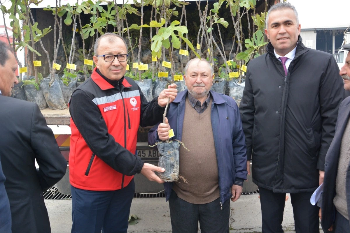 Aydın'da üreticilere 10 bin adet sarı lop incir fidanı dağıtıldı