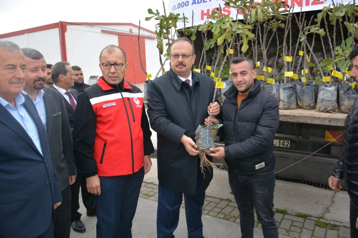Aydın'da üreticilere 10 bin adet sarı lop incir fidanı dağıtıldı