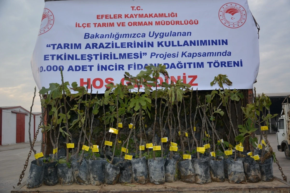 Aydın'da üreticilere 10 bin adet sarı lop incir fidanı dağıtıldı