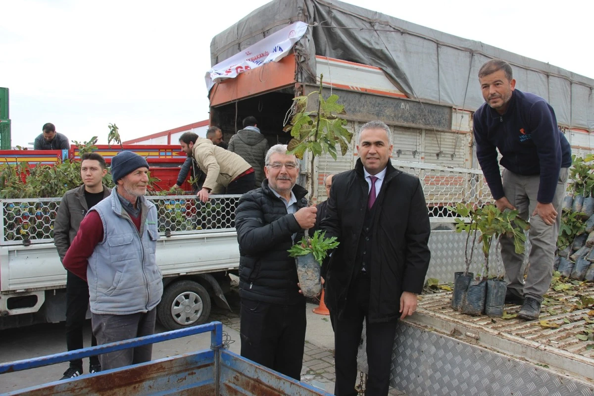 Aydın'da üreticilere 10 bin adet sarı lop incir fidanı dağıtıldı