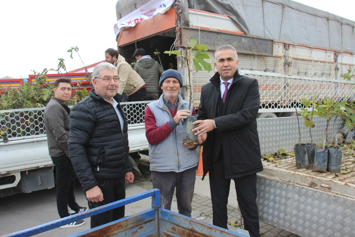 Aydın'da üreticilere 10 bin adet sarı lop incir fidanı dağıtıldı