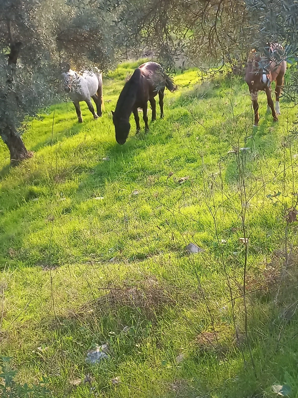 Çift sezonu bitince azat edilen atlar vatandaşları çileden çıkardı