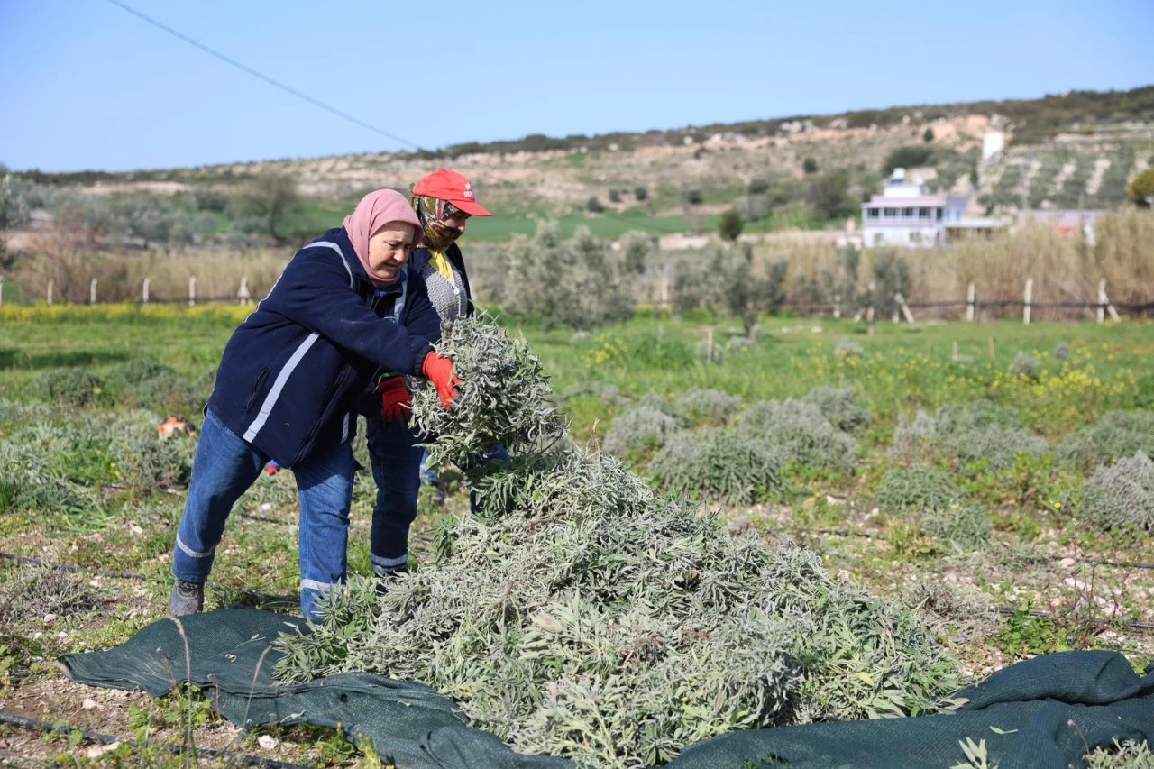 DİDİM BELEDİYESİ’NDEN “ÜRETEN BELEDİYECİLİK” UYGULAMASI
