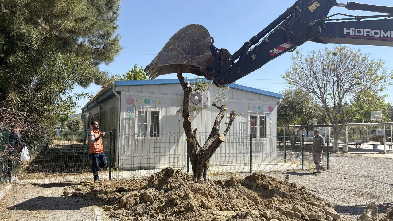 KUŞADASI BELEDİYESİ 410 AĞACI KESİLMEKTEN KURTARDI