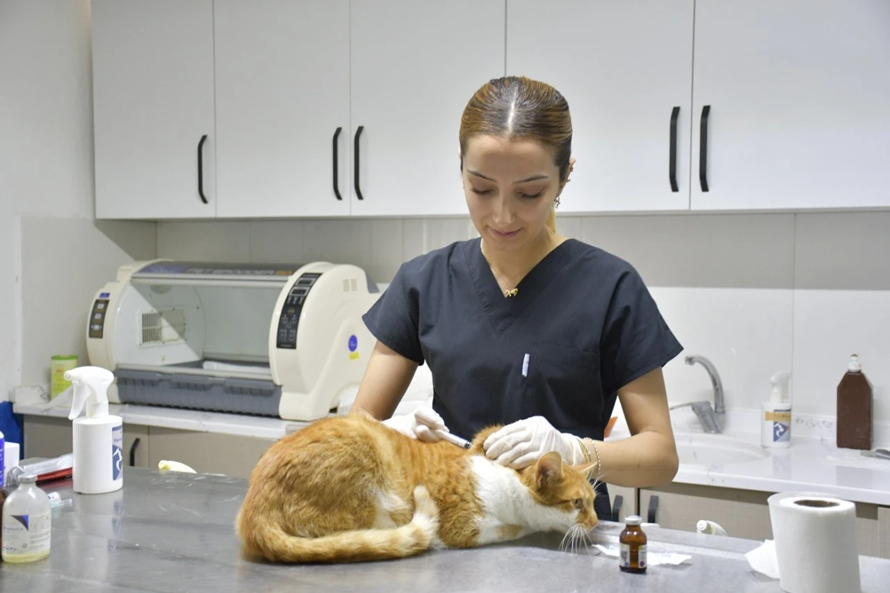 KUŞADASI BELEDİYESİ DAVUTLAR KEDİ KISIRLAŞTIRMA MERKEZİ BİNLERCE CANA UMUT OLDU