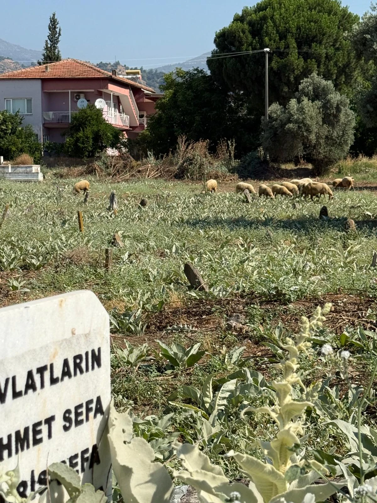 UMURLU MEZARLIĞI'NDA TEPKİ ÇEKEN GÖRÜNTÜ: OTLARI KOYUNLAR TEMİZLİYOR
