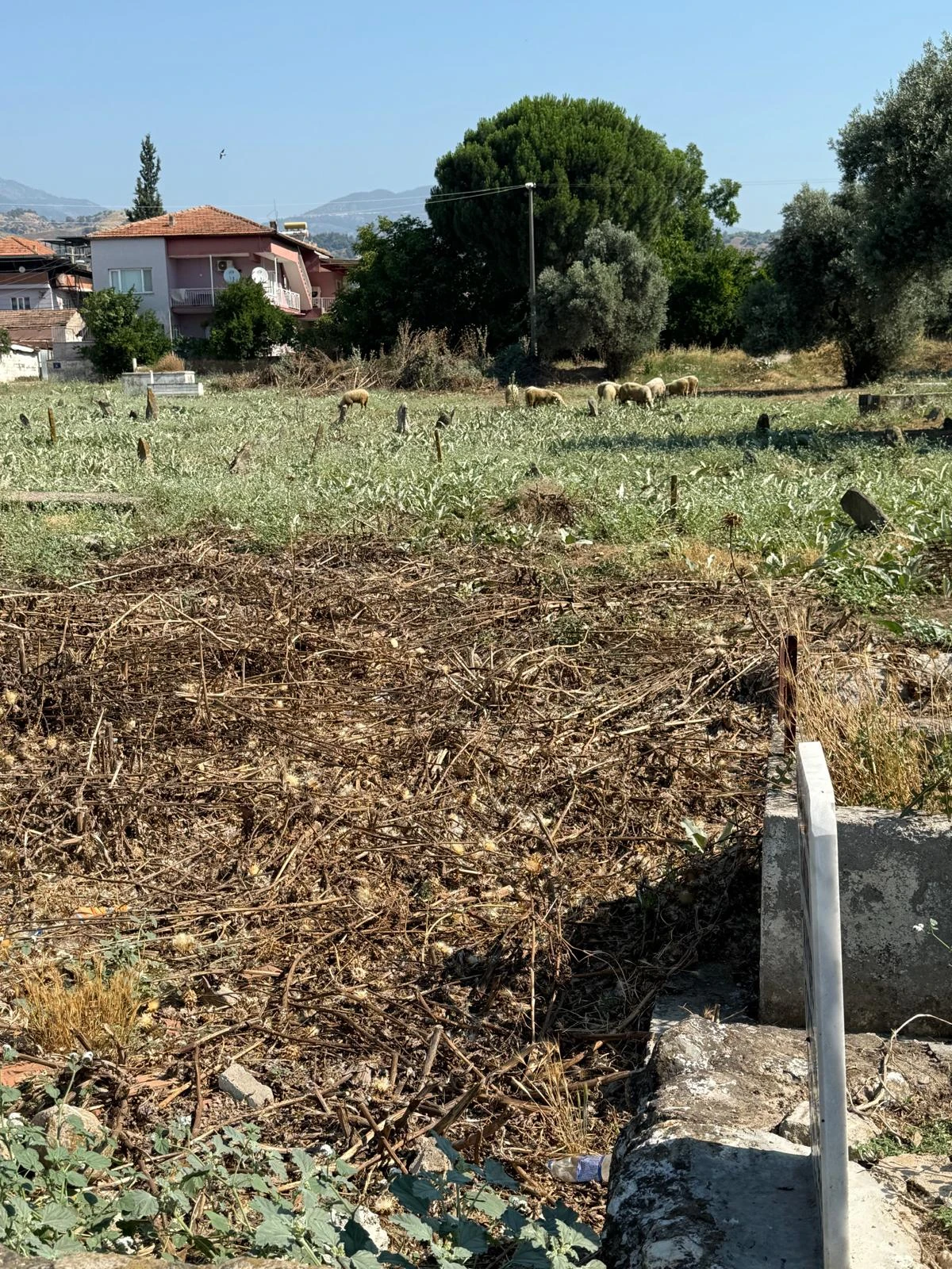 UMURLU MEZARLIĞI'NDA TEPKİ ÇEKEN GÖRÜNTÜ: OTLARI KOYUNLAR TEMİZLİYOR