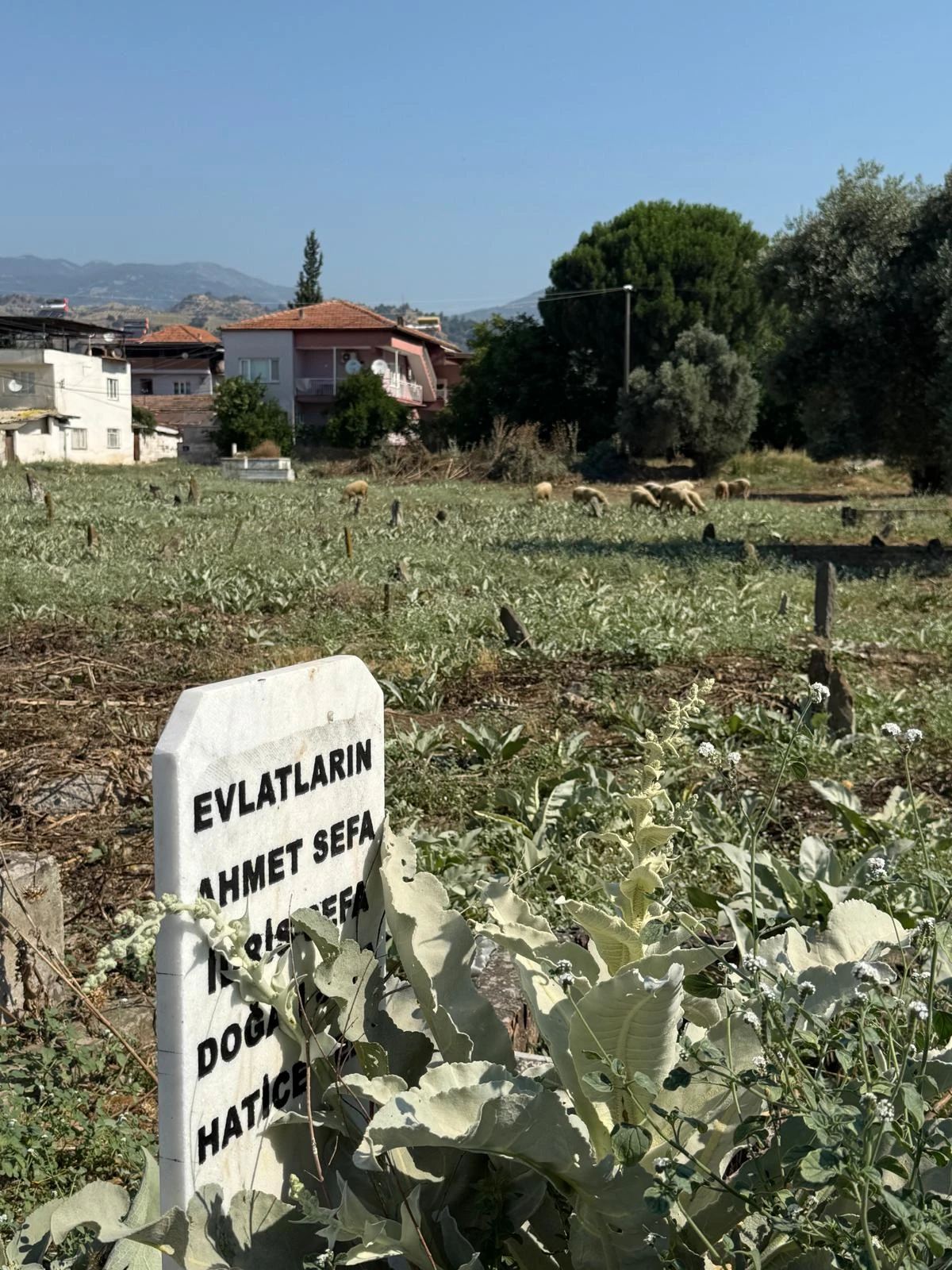 UMURLU MEZARLIĞI'NDA TEPKİ ÇEKEN GÖRÜNTÜ: OTLARI KOYUNLAR TEMİZLİYOR